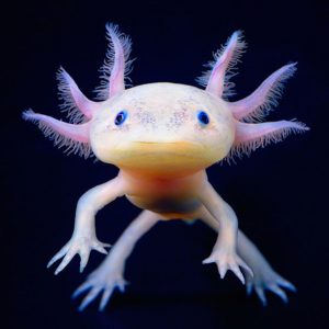 The Axolotl, or "Mexican Salamander."
