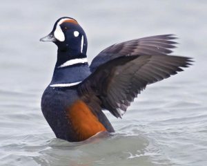 A harlequin duck taking off from the water. Commons photo.