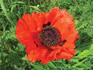 Papaver orientalis turkenlouis, or “Oriental Poppy.” Courtesy photo.