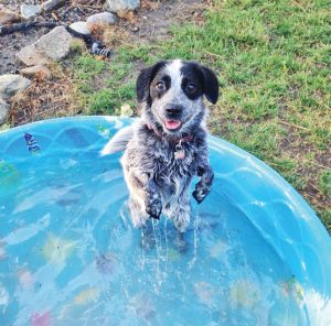 Sandpoint Ambassadog Rosie enjoys a summer bath. Photo by Panhandle Animal Shelter.