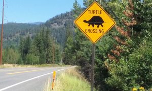 The turtle crossing sign, now missing due to thieves. Photo by Cynthia Mason.
